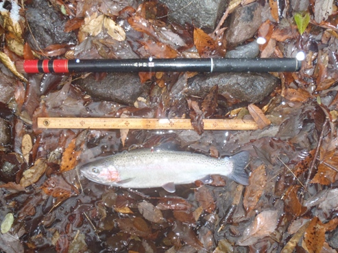 ニジマスの釣果報告