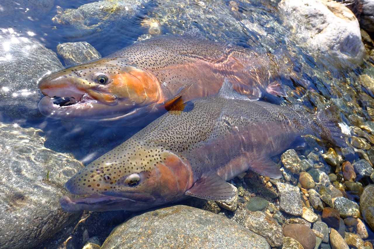 岐阜県のO様からの釣果報告